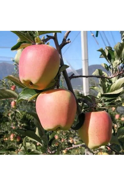 Плоди яблуні Голд Чіф крупним планом